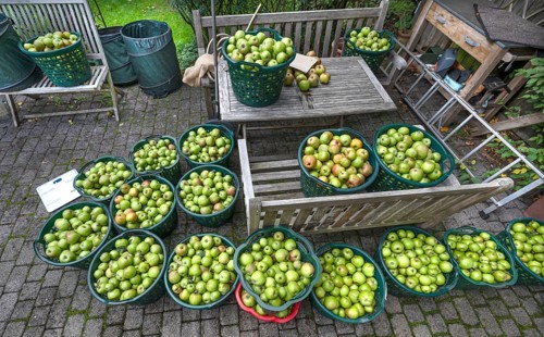 Apple earns (Malus), apples collected in baskets, Lauf an der Pegnitz, Middle Franconia, Bavaria,
