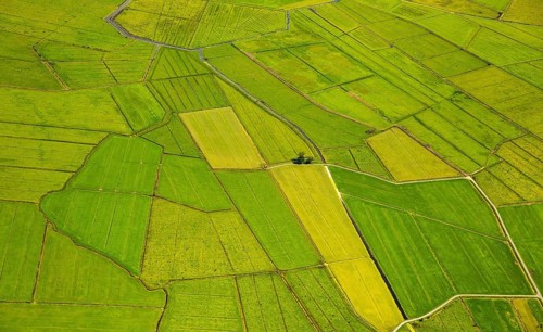 Fields in the polder land, drainage ditches in the marshes, green landscape, Bunde unified
