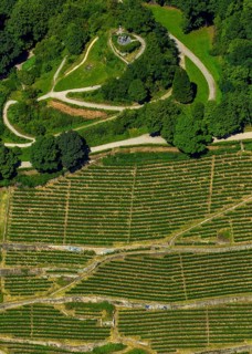 Viticulture at Freiburg Schlossberg in Oberau, Ludwigshöhe, Freiburg im Breisgau, Breisgau,