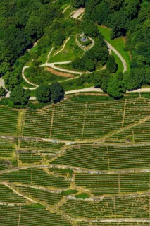 Viticulture at Freiburg Schlossberg in Oberau, Ludwigshöhe, Freiburg im Breisgau, Breisgau,