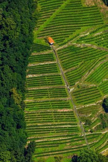 Viticulture at the Freiburg Schlossberg in the Oberau, Freiburg im Breisgau, Breisgau,