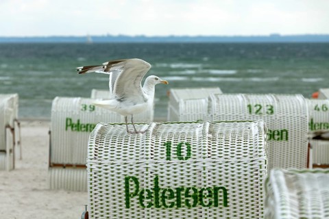 Jetty with beach chairs, seagull, Grömitz, Baltic Sea, Schleswig-Holstein, Germany, Europe, aerial