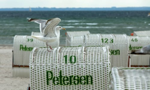 Jetty with beach chairs, seagull, Grömitz, Baltic Sea, Schleswig-Holstein, Germany, Europe, aerial