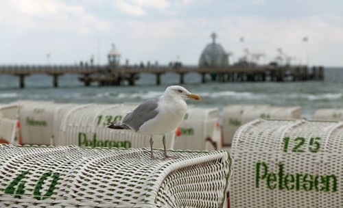 Jetty with beach chairs, seagull, Grömitz, Baltic Sea, Schleswig-Holstein, Germany, Europe, aerial