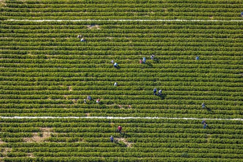 Aerial view, strawberry fields, Elberfelder Straße, Gennebreck, Sprockhövel, Ruhr area, North