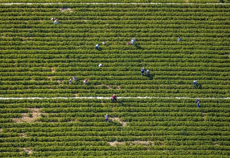 Aerial view, strawberry fields, Elberfelder Straße, Gennebreck, Sprockhövel, Ruhr area, North