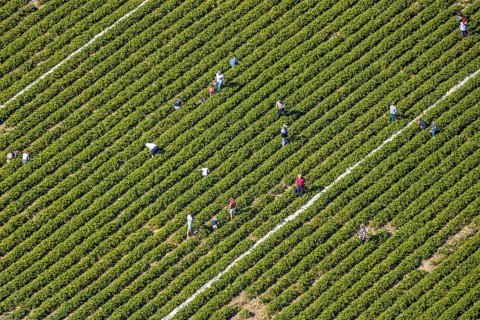 Aerial view, strawberry fields, Elberfelder Straße, Gennebreck, Sprockhövel, Ruhr area, North