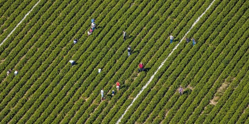 Aerial view, strawberry fields, Elberfelder Straße, Gennebreck, Sprockhövel, Ruhr area, North