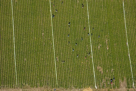 Aerial view, strawberry fields, Elberfelder Straße, Gennebreck, Sprockhövel, Ruhr area, North