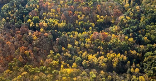 Aerial view, forest area, Möllen, Voerde, Ruhr area, North Rhine-Westphalia, Germany, DE, Europe,