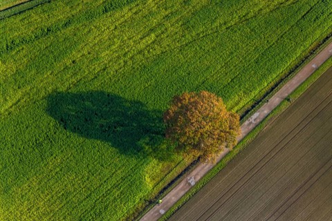 Aerial photo, field, meadow, field, field path with a tree, autumn leaves, Nordkirchen,