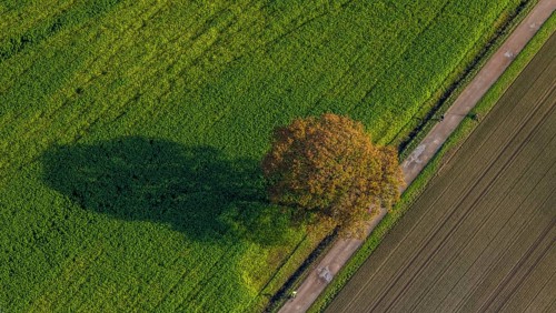 Aerial photo, field, meadow, field, field path with a tree, autumn leaves, Nordkirchen,