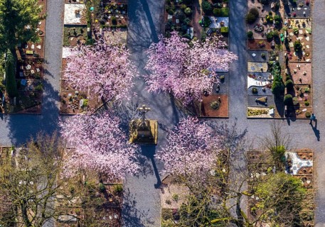 Aerial view, park cemetery, Rota winter cherry, Prunus subhirtella, flowering trees, cross, cross