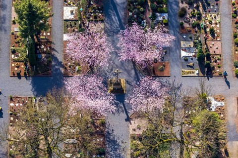 Aerial view, park cemetery, Rota winter cherry, Prunus subhirtella, flowering trees, cross, cross