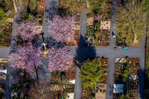 Aerial view, park cemetery, Rota winter cherry, Prunus subhirtella, flowering trees, cross, cross
