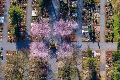 Aerial view, park cemetery, Rota winter cherry, Prunus subhirtella, flowering trees, cross, cross