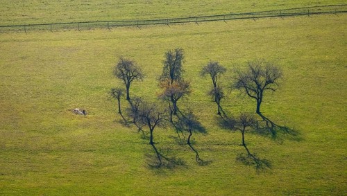 Aerial view, trees in a meadow, Schmallenberg, Sauerland, North Rhine-Westphalia, Germany, Am