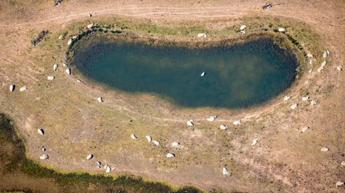 Aerial view, sheep at waterhole at Bergen Lake, lambs, lamb, Bislich, Wesel, Ruhr area, Lower