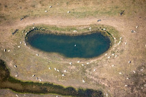 Aerial view, sheep at waterhole at Bergen Lake, lambs, lamb, Bislich, Wesel, Ruhr area, Lower