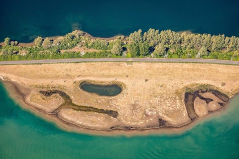 Aerial view, sheep at waterhole at Bergen Lake, lambs, lamb, Bislich, Wesel, Ruhr area, Lower