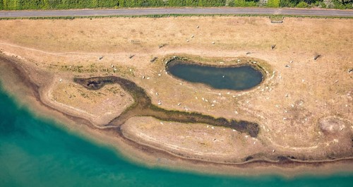 Aerial view, sheep at waterhole at Bergen Lake, lambs, lamb, Bislich, Wesel, Ruhr area, Lower