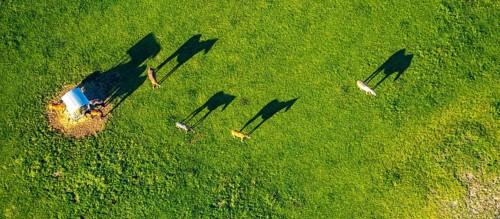 Aerial view, horses and feeding place on a green meadow, riding facility Stapelskotten, shapes and