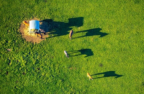 Aerial view, horses and feeding place on a green meadow, riding facility Stapelskotten, shapes and