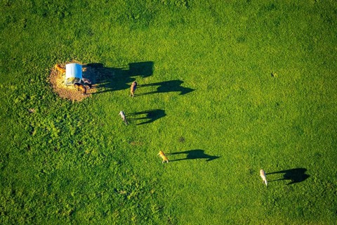 Aerial view, horses and feeding place on a green meadow, riding facility Stapelskotten, shapes and