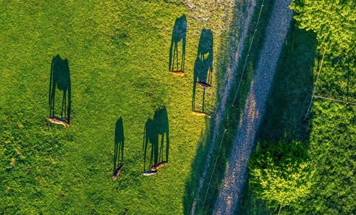 Aerial view, horses and feeding place on a green meadow, riding facility Stapelskotten, shapes and