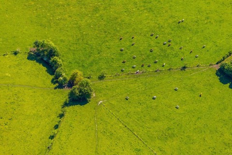 Aerial view, cows on green meadow, Münster, Münsterland, North Rhine-Westphalia, Germany, DE,