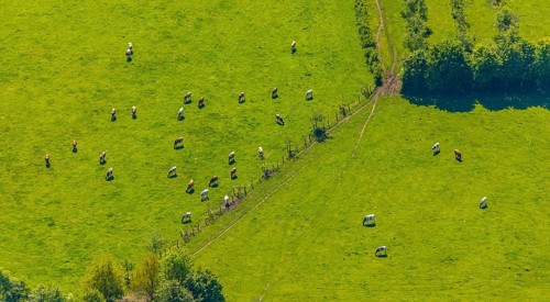 Aerial view, cows on green meadow, Münster, Münsterland, North Rhine-Westphalia, Germany, DE,