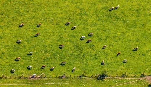 Aerial view, cows on green meadow, Münster, Münsterland, North Rhine-Westphalia, Germany, DE,