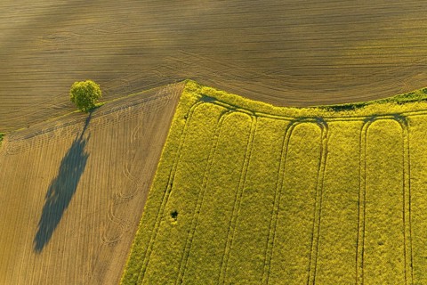 Aerial view, tree on field, shapes and colours, Telgte, Warendorf district, Münsterland, North