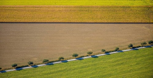 Aerial view, row of trees at the roadside, Krewinkel, Lippetal, Kreis Soest, North