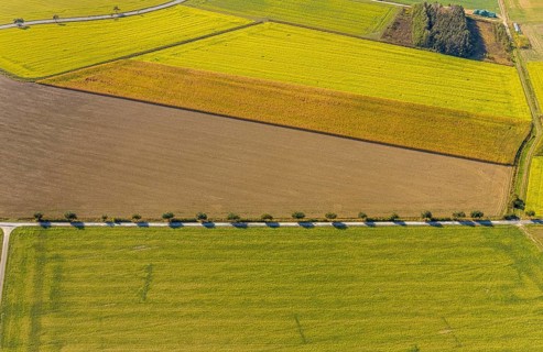 Aerial view, row of trees at the roadside, Krewinkel, Lippetal, Kreis Soest, North