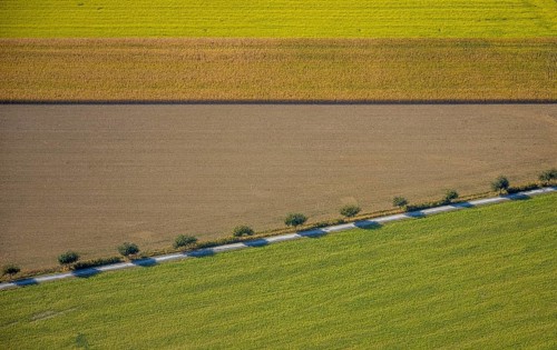 Aerial view, row of trees at the roadside, Krewinkel, Lippetal, Kreis Soest, North