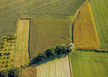 Aerial view, meadows and fields with row of trees, Herringhausen, Lippstadt, Kreis Soest, North