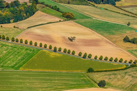 Aerial view, tree row at the roadside, Schieder-Schwalenberg, OWL, Ostwestfalen-Lippe, East