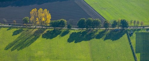 Aerial view, tree avenue, meadows and fields, Schermbeck, Ruhr area, North Rhine-Westphalia,
