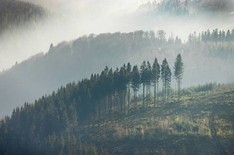 Aerial view, hilltop in fog, forest damage, Bödefeld, Schmallenberg, Sauerland, North
