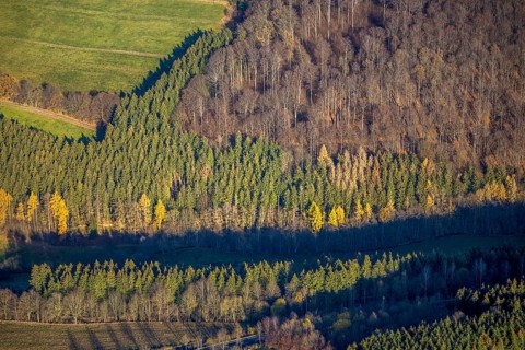 Aerial view, forest area forest dieback, Westernbödefeld, Schmallenberg, Sauerland, North