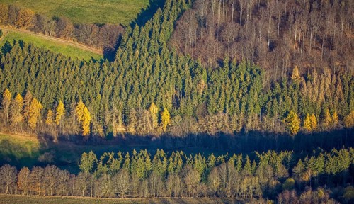 Aerial view, forest area forest dieback, Westernbödefeld, Schmallenberg, Sauerland, North
