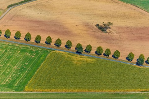 Aerial view, tree row at the roadside, Schieder-Schwalenberg, OWL, Ostwestfalen-Lippe, East