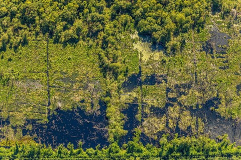 Aerial view, Venner Moor nature reserve, Dortmund-Ems canal, forest damage, Senden, Münsterland,
