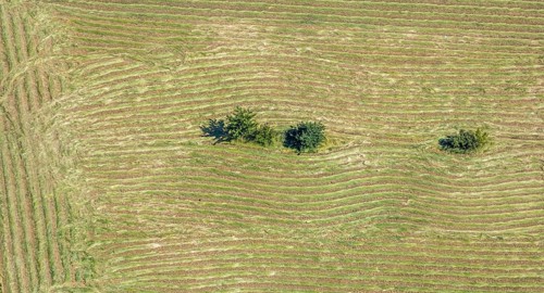 Aerial view, Mown field, Single trees, Mörs, Ruhr area, North Rhine-Westphalia, Germany, DE,