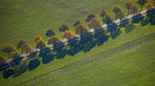 Aerial view, row of trees on a country road, Steinbrückenstraße, Moers-Hülsdonk, Mörs, Ruhr area,