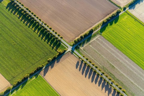 Aerial view, tree row with shadow, crossroads, Gehlenbeck, Lübbecke, Ostwestfalen-Lippe, OWL, North