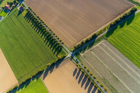 Aerial view, tree row with shadow, crossroads, Gehlenbeck, Lübbecke, Ostwestfalen-Lippe, OWL, North