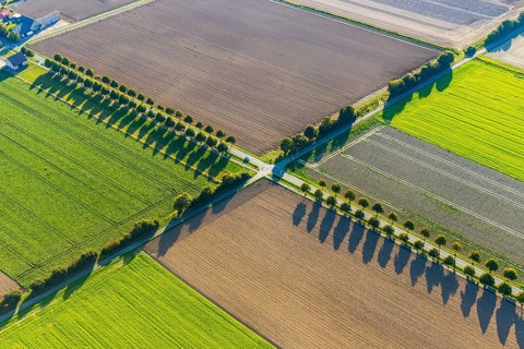 Aerial view, tree row with shadow, crossroads, Gehlenbeck, Lübbecke, Ostwestfalen-Lippe, OWL, North