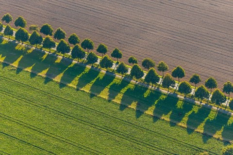 Aerial view, row of trees with shadows, Gehlenbeck, Lübbecke, Ostwestfalen-Lippe, OWL, North